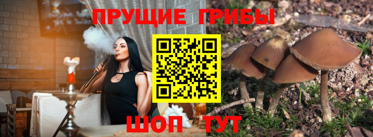 Псилоцибиновые грибы мицелий Ртищево